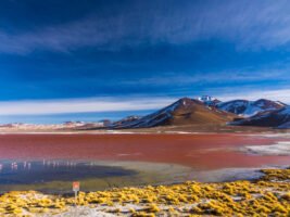 red lagoon with flamingo Bolivia