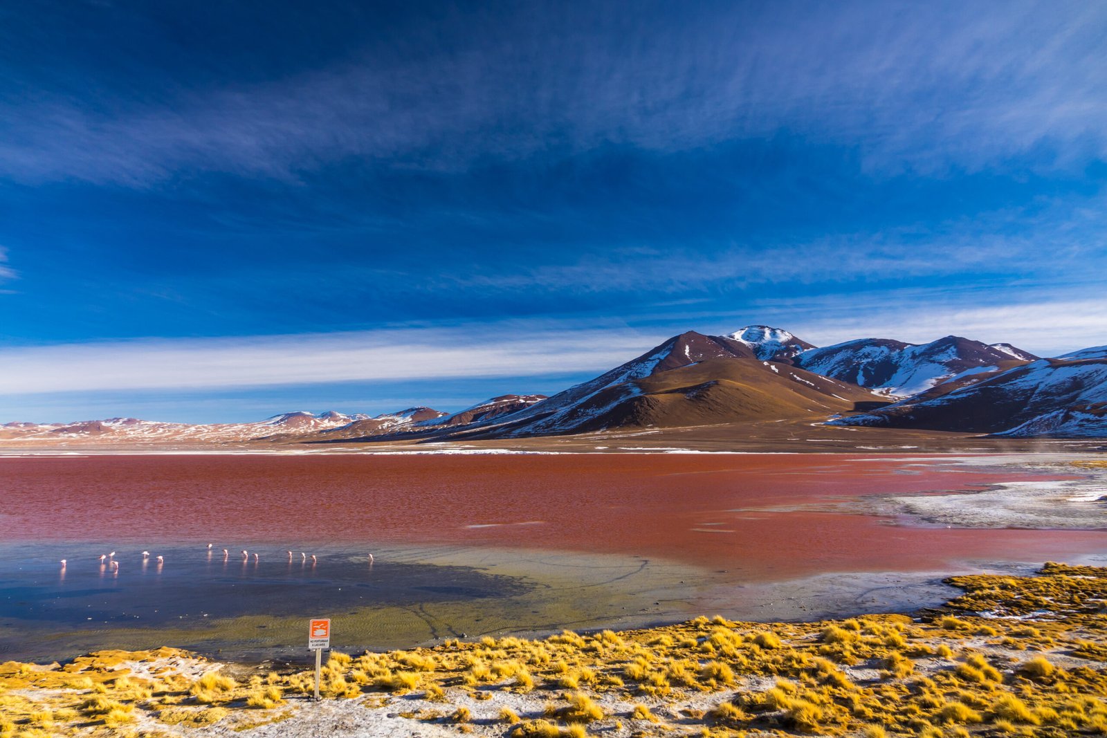 red lagoon with flamingo Bolivia