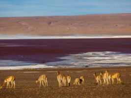 Laguna Colorada Vicuña Bolivia